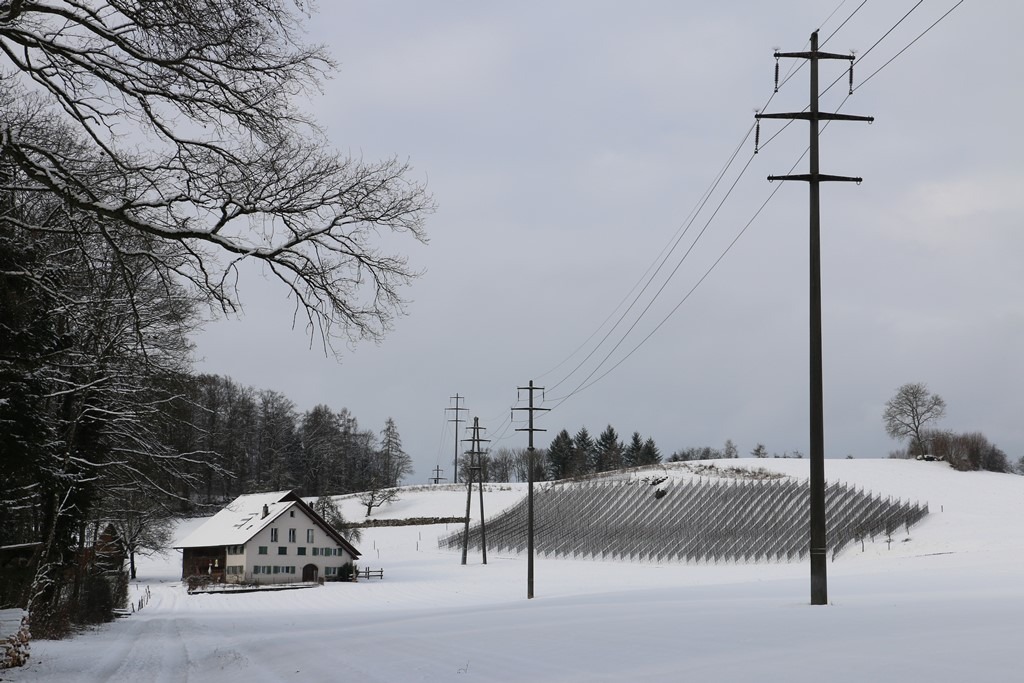 Bauernhof mit Weinberg beim Moos Niederrohrdorf