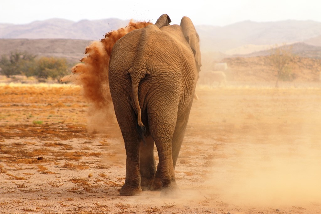Namibia - Wüstenelephant