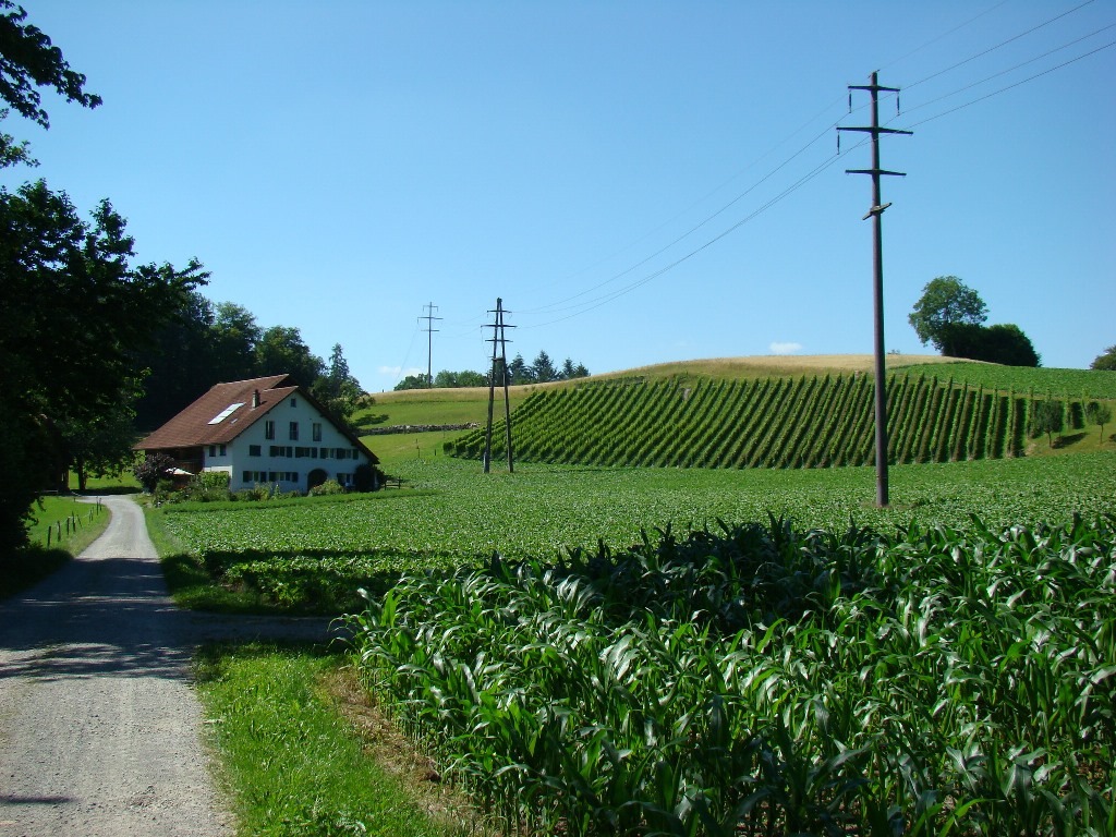 Moosbauer mit Weinberg im Sommer