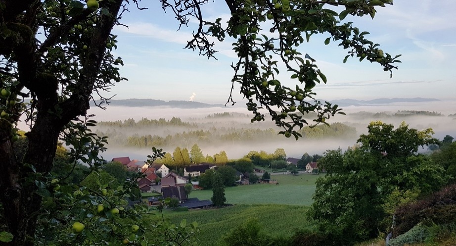 Nebel im Reusstal - Vogelrüti/Niederrohrdorf